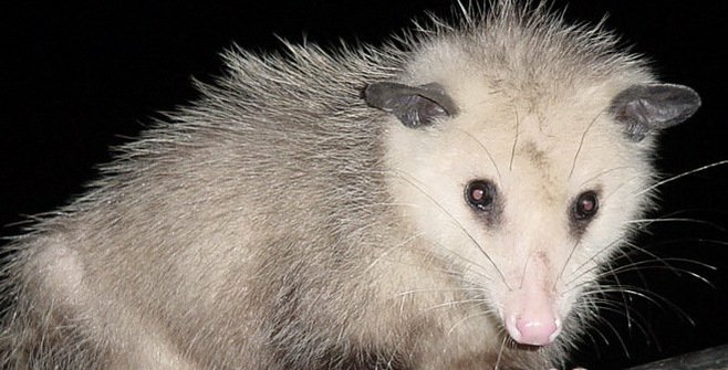 Answer to EdBed's possum question | San Diego Reader