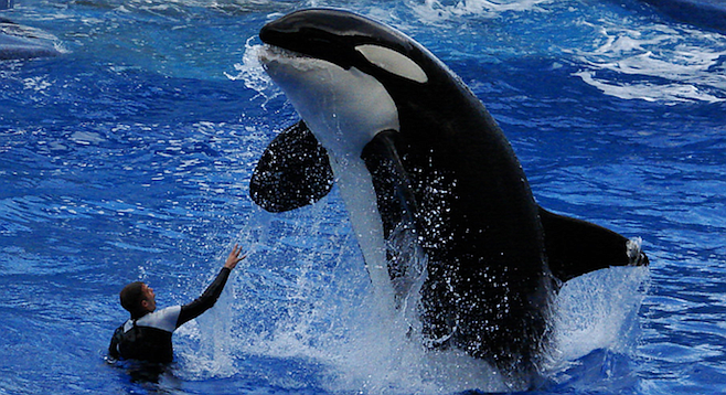 Sea World seeks to increase interest in IPO by opening Shamu: Blood in ...