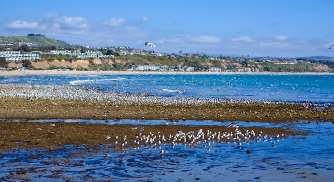 Camping At Doheny State Beach Ca San Diego Reader