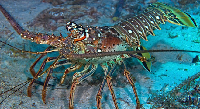 Spiny lobsters live to see another day San Diego Reader