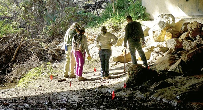 A Prowl Through Los Peñasquitos Canyon San Diego Reader - 