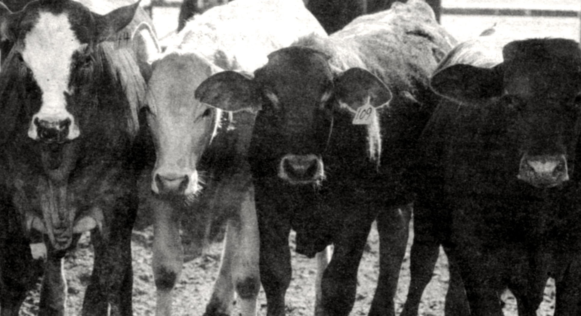 Ostrich meat from Bear Valley, melancholy journey of Ramona steer, duck hunting near Chocolate Mountains - Vimarsana News