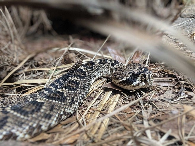 Free Snake Removal I Am A Lover Of Snakes And Hate Seeing Them