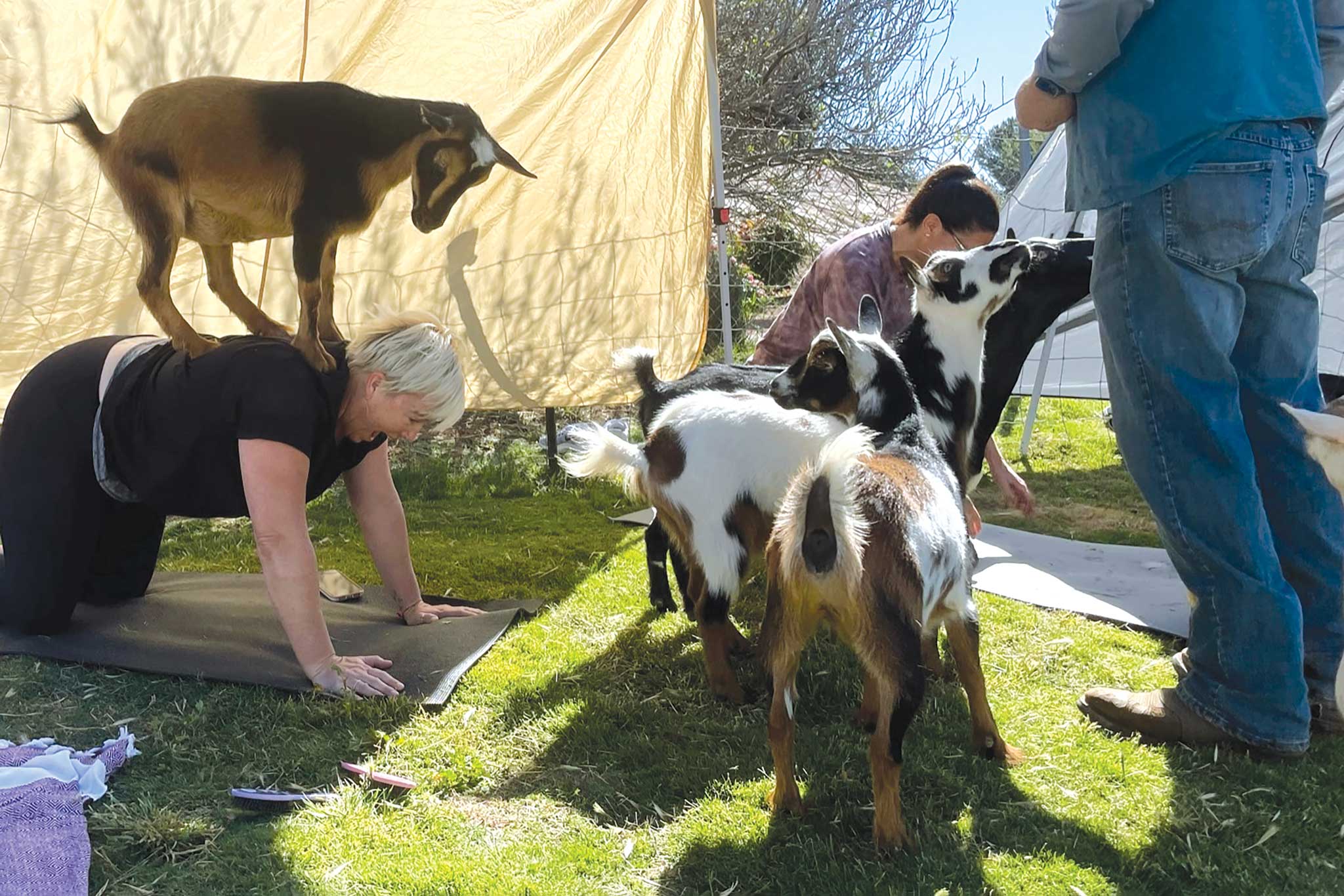 Potato Chip Rock, The Barn, Barona Drags, Oasis Camel Dairy, the Turkey Inn, goat yoga - Vimarsana News