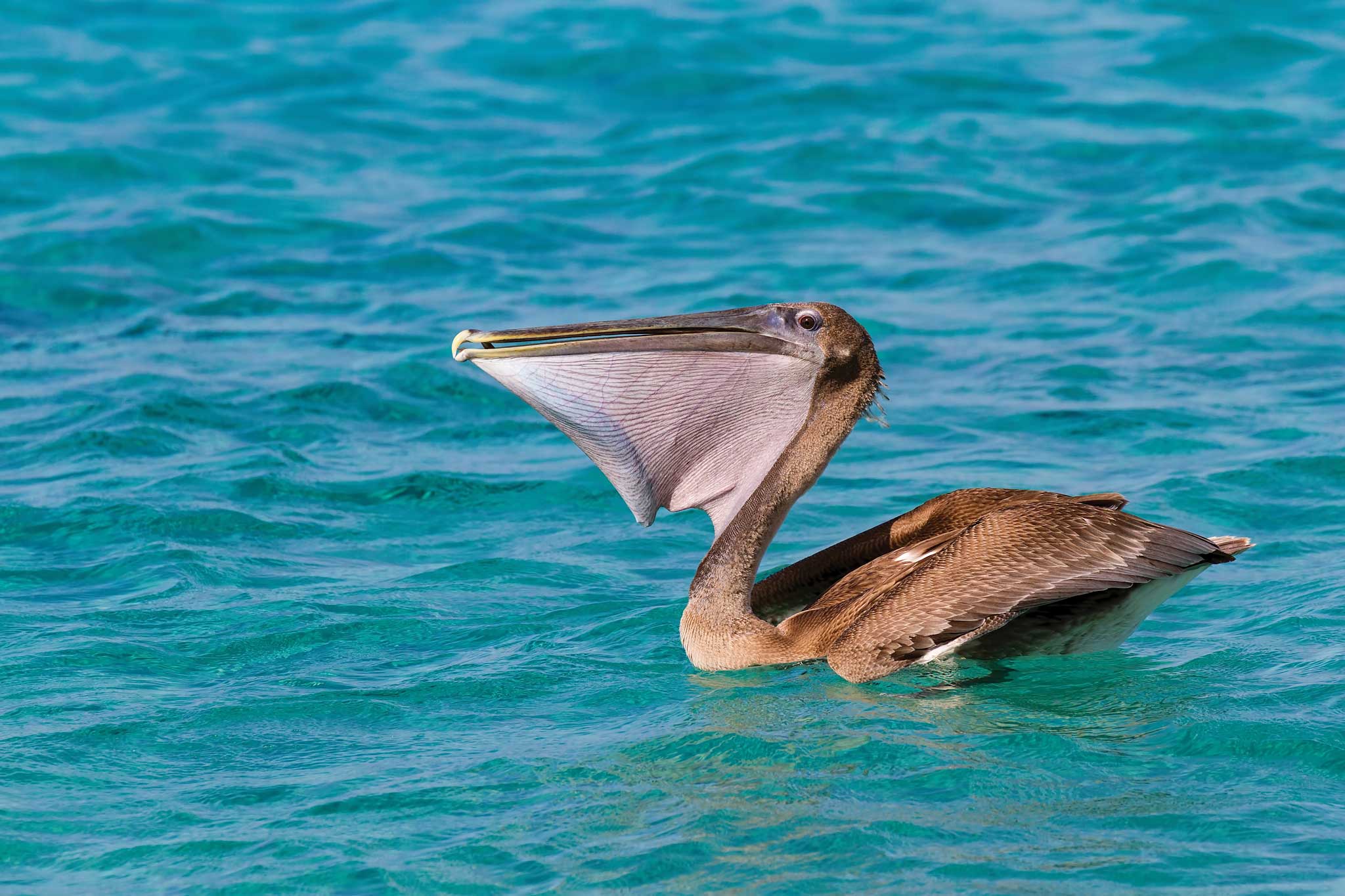La Jolla local gets nausea releasing animals off coast - Vimarsana News