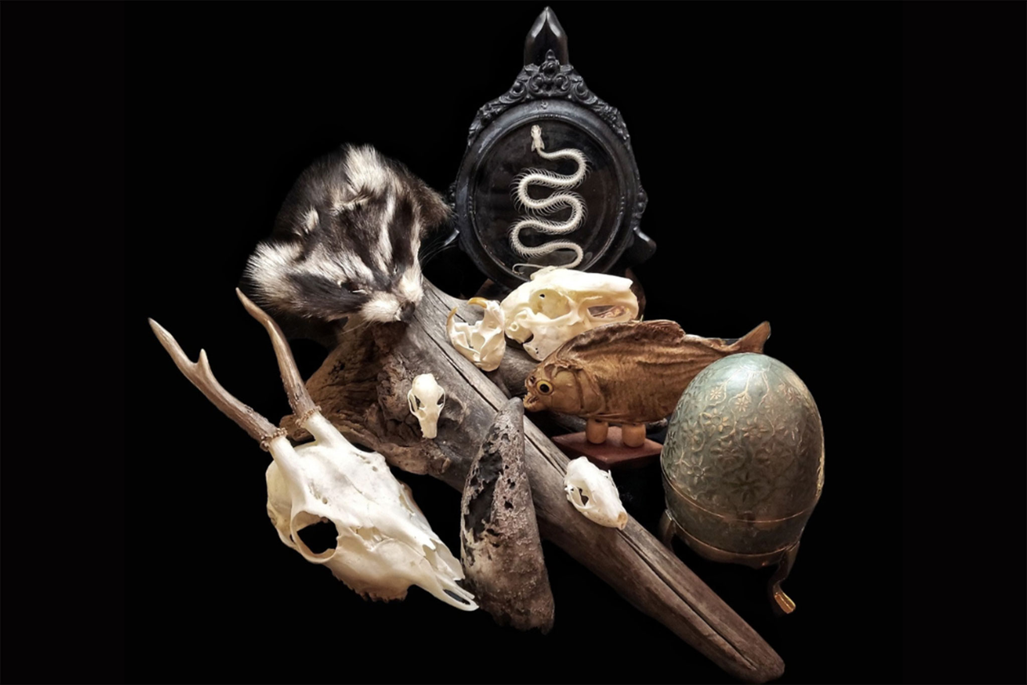 Oddities & Curiosities Expo, Migratory Shore Bird Hike - Vimarsana News