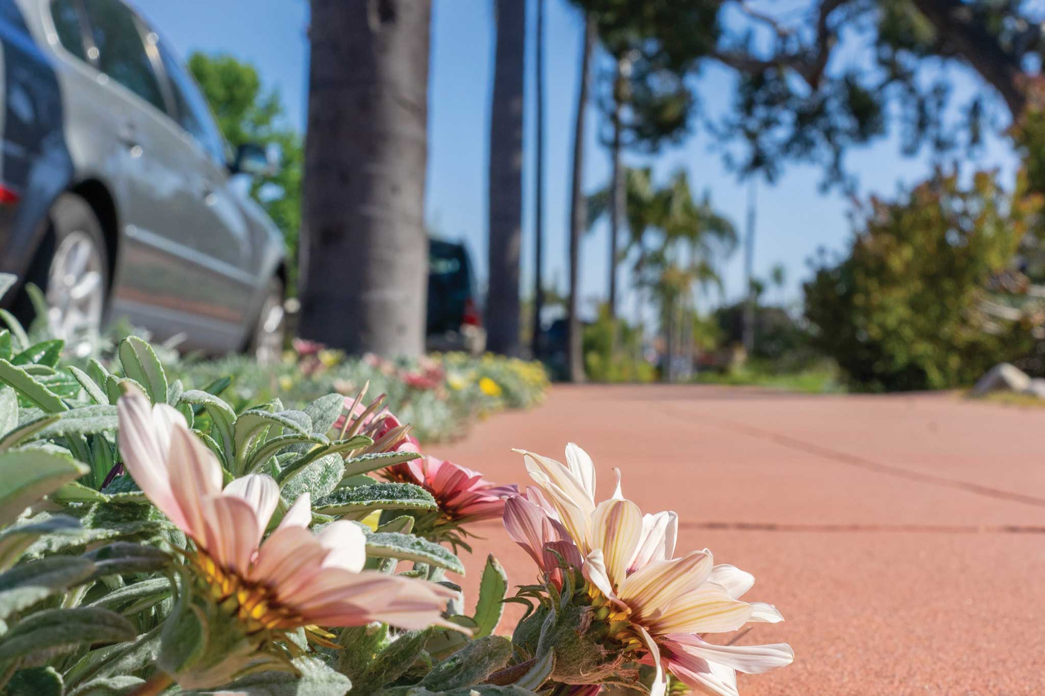 Why La Jolla and Pt. Loma areas lack sidewalks and Burlingame exults in them - Vimarsana News