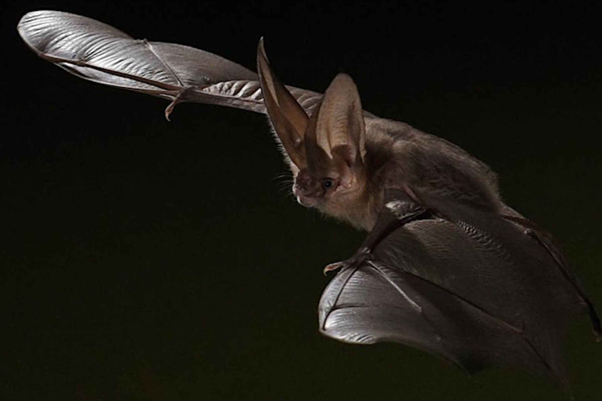 Lecture: Amazing World of Bats, City Heights Street Food Fest, Music on the Move: Border Stories - Vimarsana News
