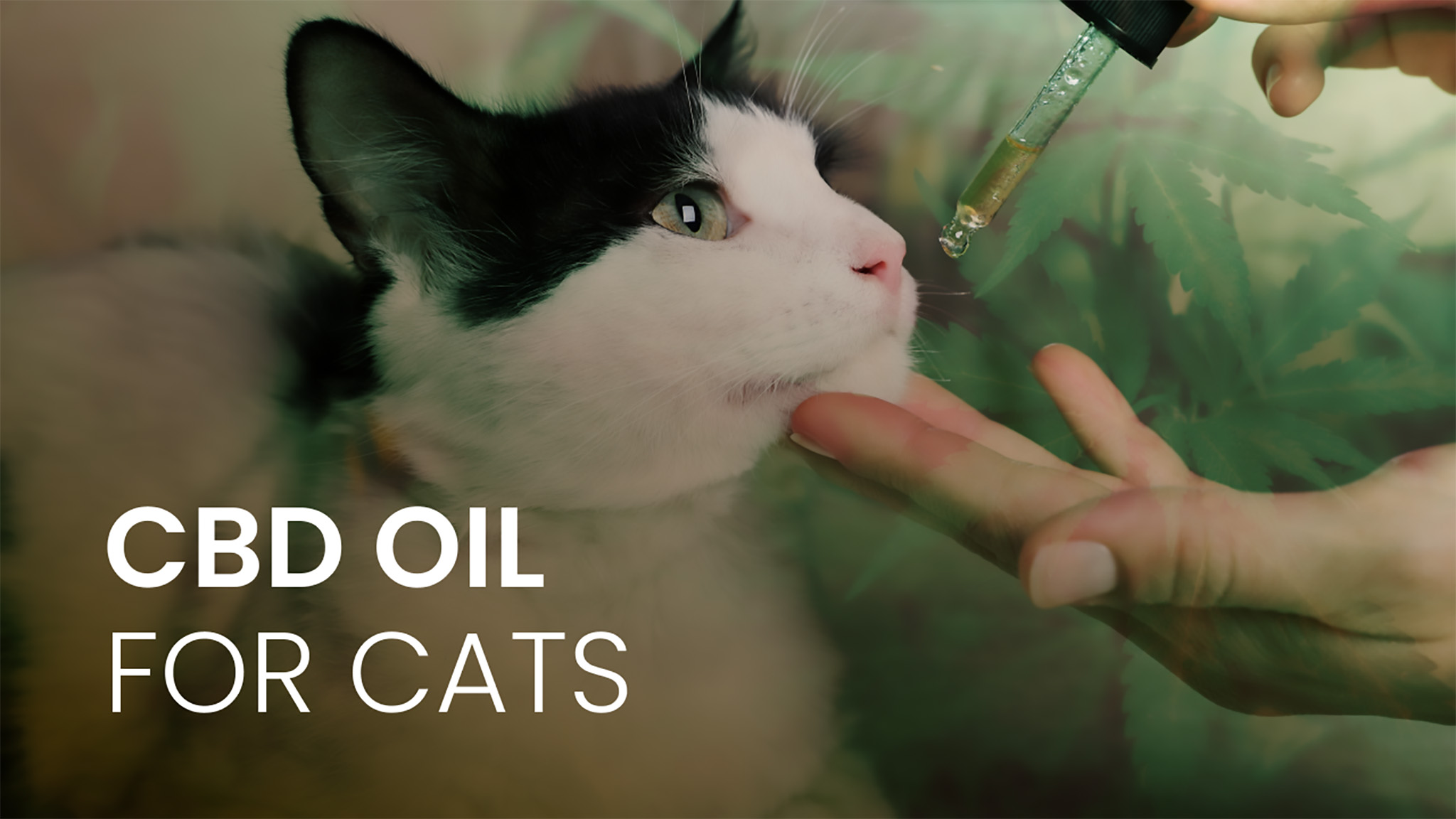 6 Best CBD Oil for Cats: What You need to know - Vimarsana News