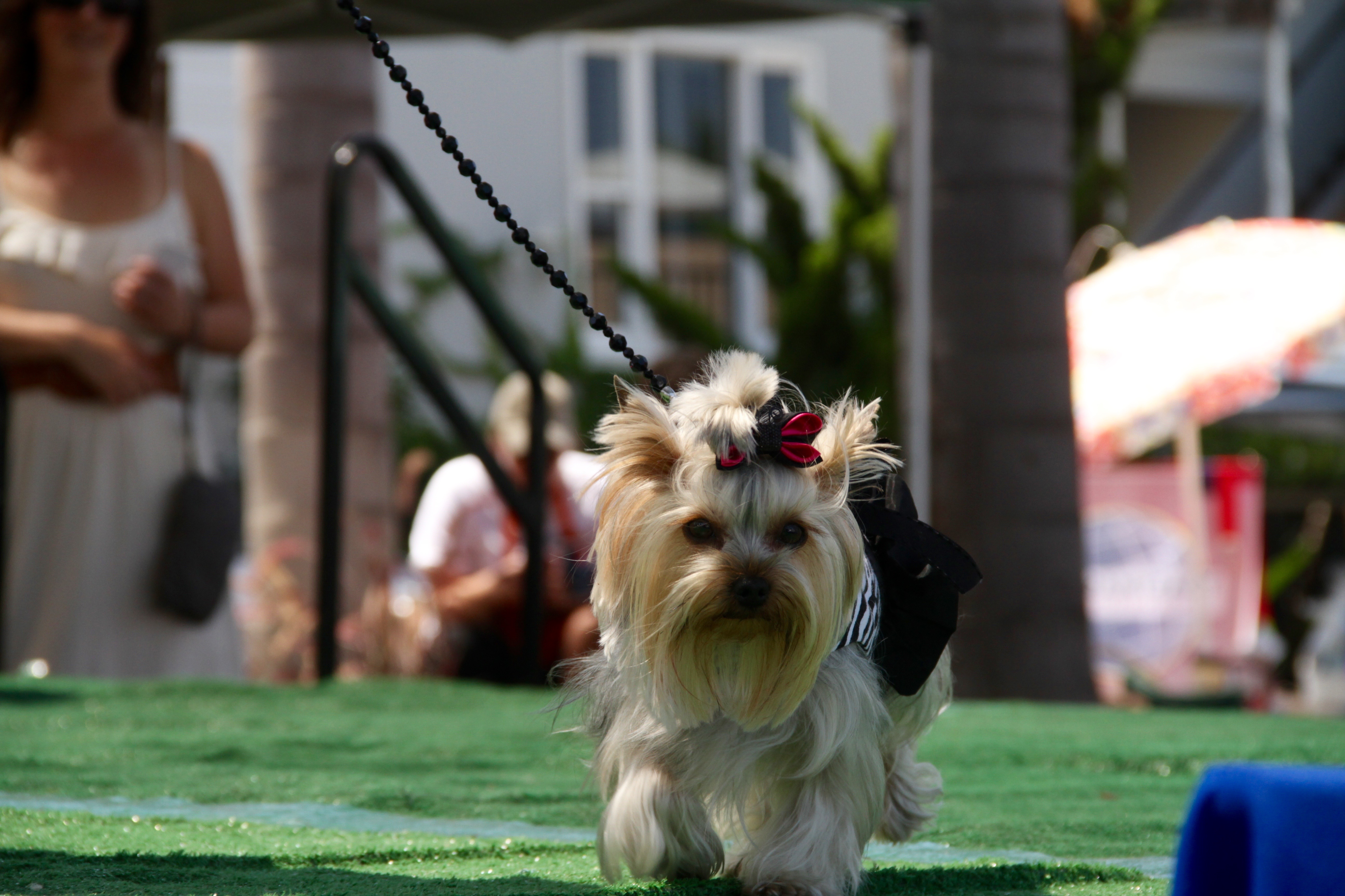 Cardiff Dog Days of Summer - Sunday, August 13, 2017, noon to 6 p.m. | San Diego Reader