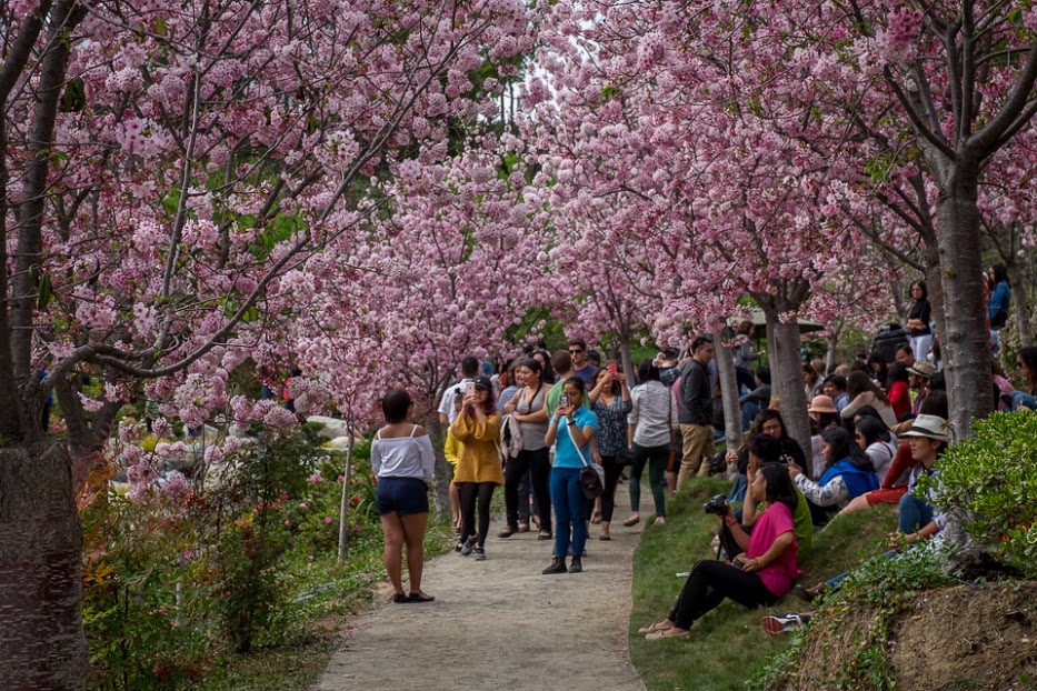 Cherry Blossom Festival Friday, March 9, 2018, 10 a.m. to 6 p.m
