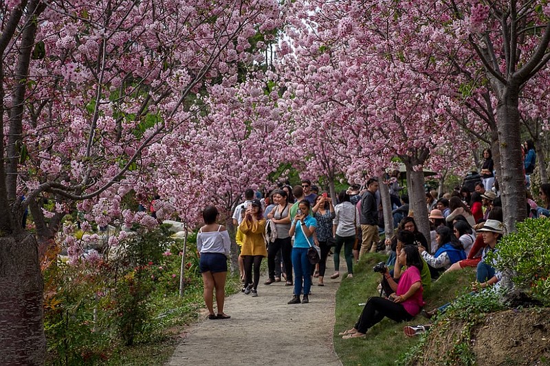 Cherry Blossom Festival Saturday, March 10, 2018, 10 a.m. to 6 p.m