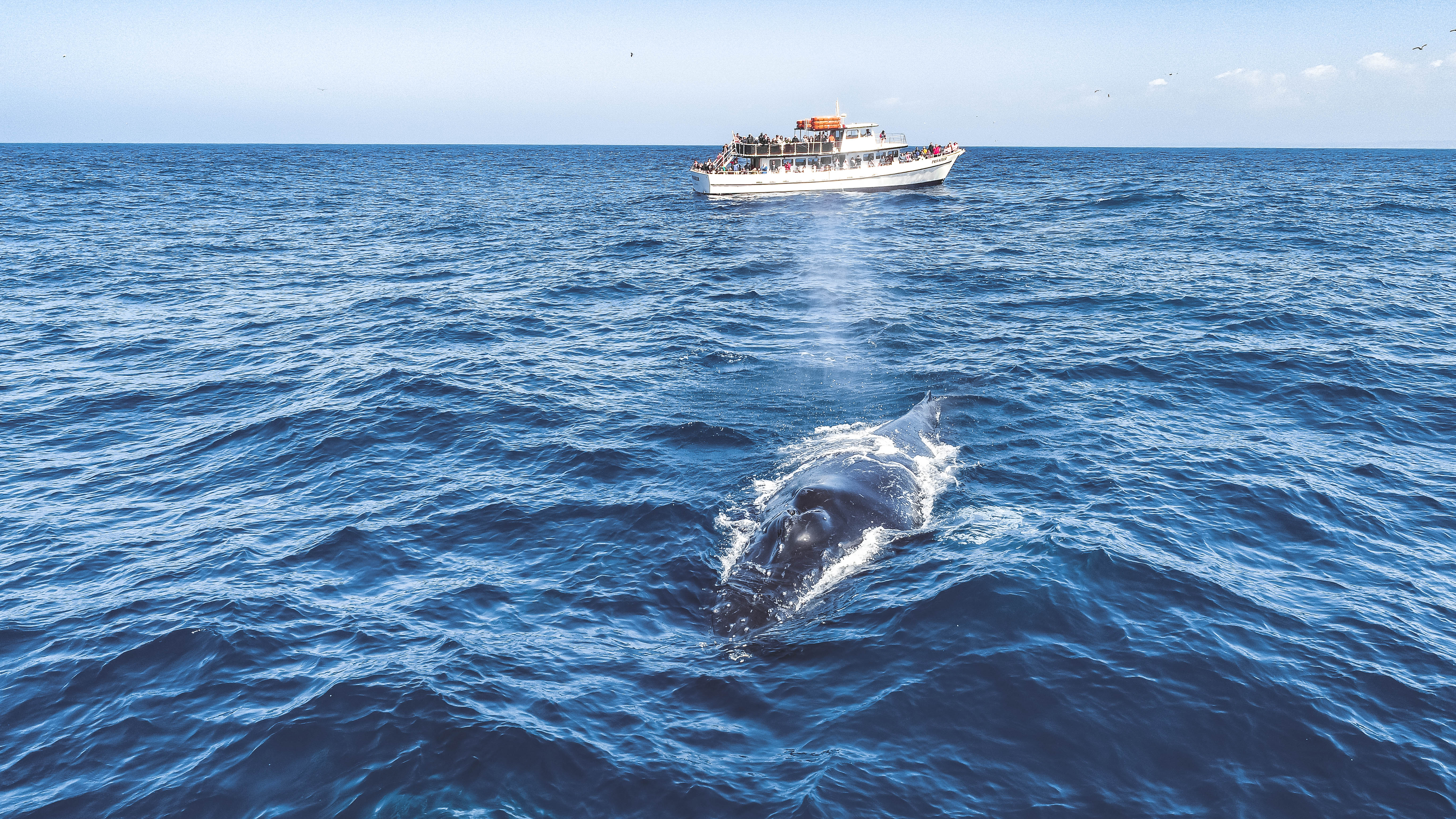 2.5-hour Whale Watch | San Diego Reader