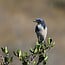 Guided Bird Walk - Oak Grove Loop