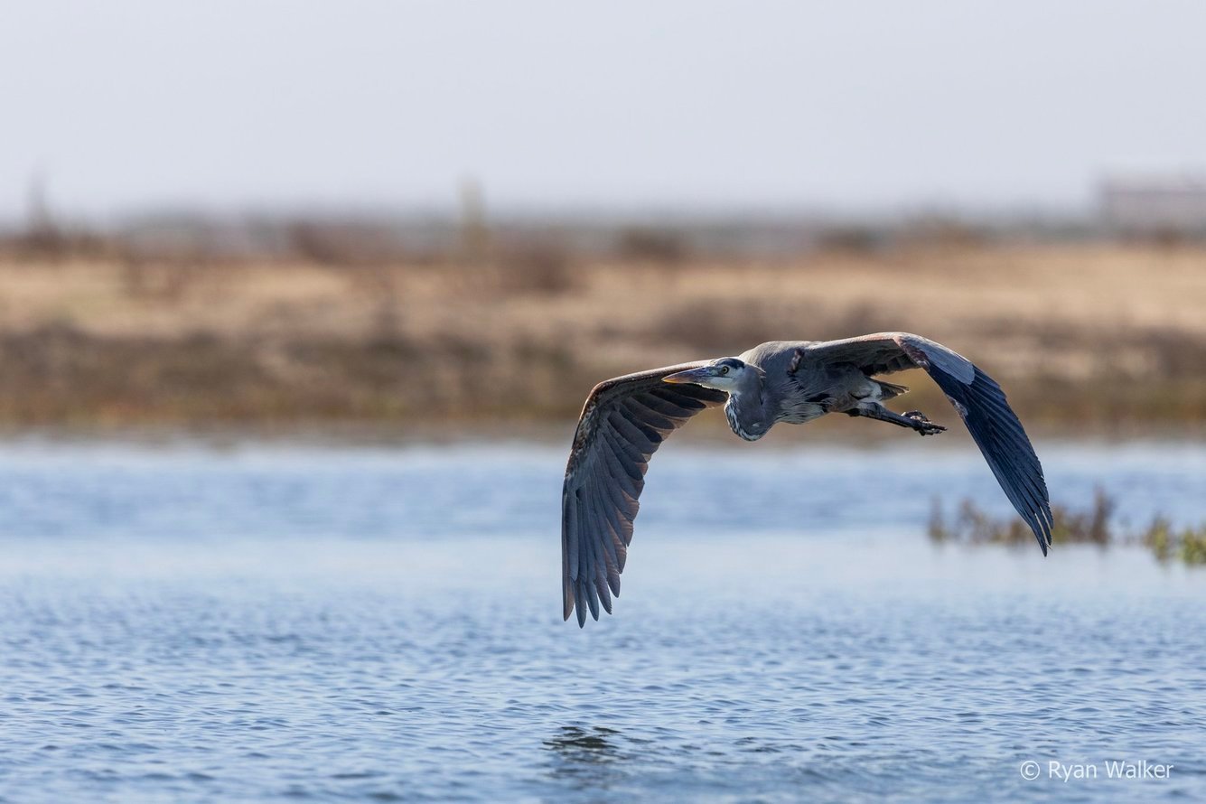 Ocean Connectors Wildlife Kayaking Eco Tour Tuesday, December 31