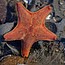 Ocean Connectors Tide Pool Exploration Eco Tour