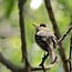 Guided Bird Walk - Oak Grove Loop