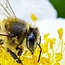 World Bee Day: Lecture & Exhibition