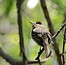 Guided Bird Walk