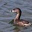 Birding Basics Class