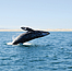 Whale & Dolphin Watching Adventure