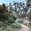Balboa Park Tours: 5 Flavors Tour in Trees for Health Garden