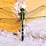 Family Discovery Walk: Insects