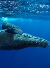 Humpback Whales | San Diego Reader