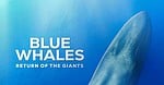 Blue Whales: Return of the Giants