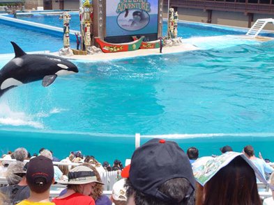 Education, entertainment, research, and conservation make
Sea World an ideal place to learn about, enjoy, and gain an appreciation
for some of the ocean's most fascinating animals.