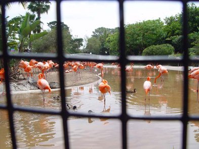 Visit the pink flamingos at Sea World.
