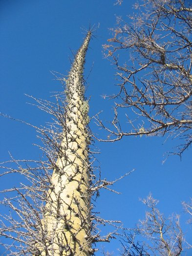 If there is one tree that signifies the special quality of
Baja, it is the Boojum, scientifically known as Fouquieria columnaris. 

Those who've travelled south of El Rosario towards Catavina in the
Central Desert have seen it covering the hillsides for 100 square miles.
There's nothing like it on the planet and it looks like something that
dropped in from another planet. 

An ordinary tree will have a wide trunk and long branches, and appear
triangular. But not the Boojum. It's stock is slender, round and often
reaches a good fifty feet into the empty sky. 

Along the trunk are what can only be described as pencil sticks jutting
out straight and rigid. At the top of the tree it begins to taper inward
where it sprout branches that flower at the tips. Some of the Boojums
bend over backwards and actually touch the ground with their tops.
Nothing you've ever seen or will ever see will resemble this desert
oddity, unique only to Baja.
