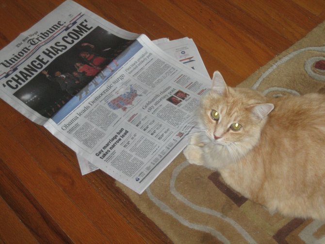 Tiger checks out the results after Election Day
