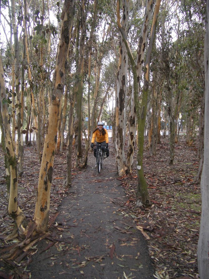 Commuter biker in eucalyptus grove
