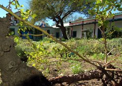 A century-old rose bush growing at Rancho Guajome, 2210 North Santa Fe Avenue, Vista. Cave Johnson Couts built the 22-room, 7000-square-foot hacienda for his bride Ysidora Bandini in 1853. This cherokee rose was planted in the 1880s, about the time author Helen Hunt Jackson visited and reputedly used the rancho as a setting in her groundbreaking romance novel Ramona.