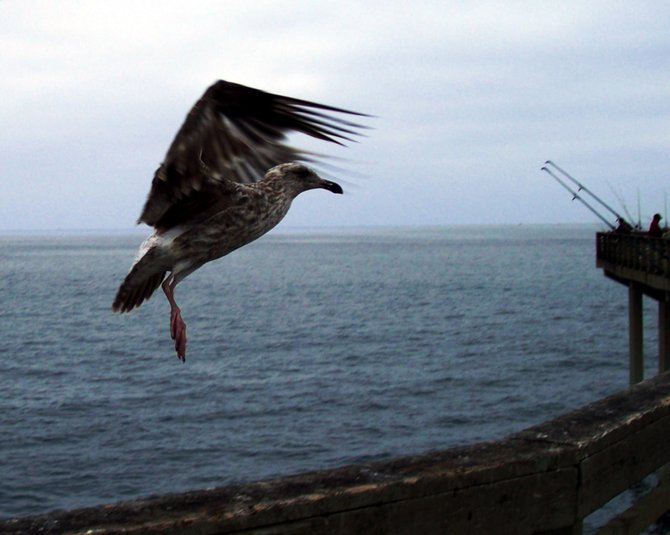 Seagull landing on the pier in Ocean Beach. 
