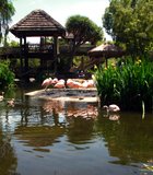 The Chilean Flamingo Lagoon, Wild animal Park, Escondido, CA
