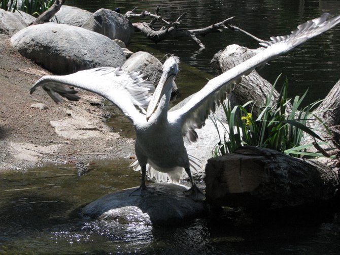 A Pelican stretching its wings at the Wild animal Park.