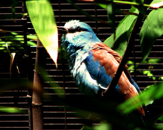 One of the birds in the Aviary at the Wild Animal Park in Escondido.