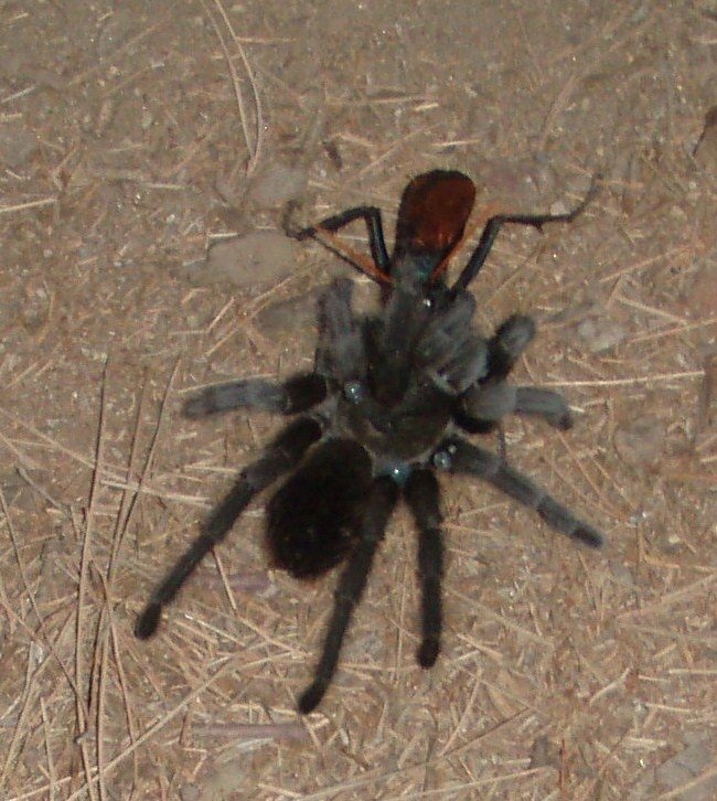 This is an extremely "rare" photo of a tarantula that was carried across our porch by a poisonous bug that had stunned it. If you look closely, you can see drops of poison.  The bug will then lay eggs on top of the tarantula after he drags him to his nest. We actually thought the tarantula had the bug - it was the other way around! 
