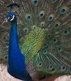 Peacock showing his true colors on Vista Grande 5th grade fieldtrip to zoo.