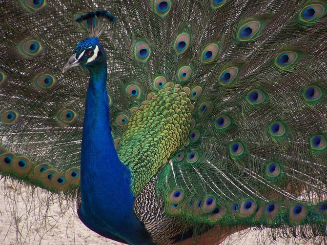 Peacock showing his true colors on Vista Grande 5th grade fieldtrip to zoo.
