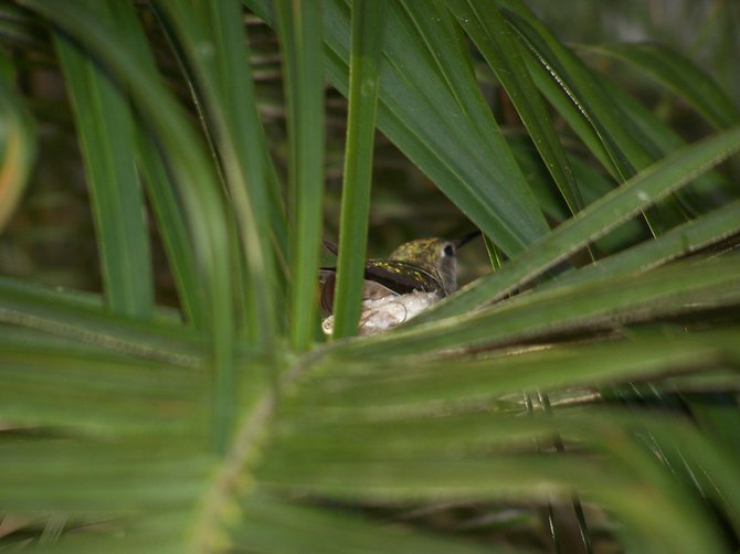 Hummingbird in nest
