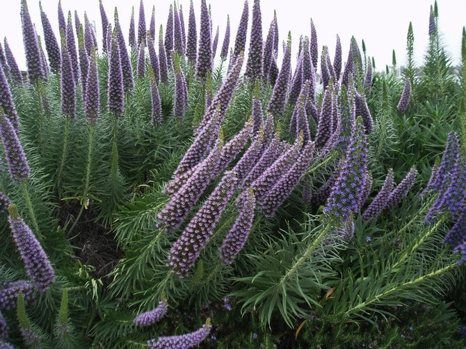  A few blocks down the road from the Coronado Hotel is Glorietta Bay Linear Park. The park features huge beds of flowers including these pride of medeira plants. This particular group of flowers looked liked a flowing underwater kelp bed. Perfect for a beachfront park.