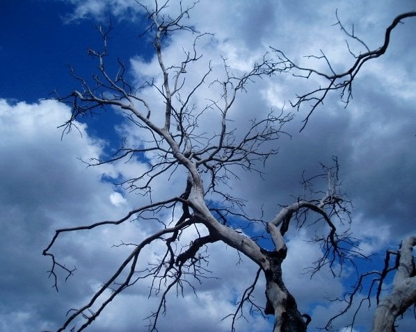 This photo was taken at the lookout point just outside of Julian. This burnt tree was still standing in suspended animation several years after the devastating wildfires that swept through the county.

