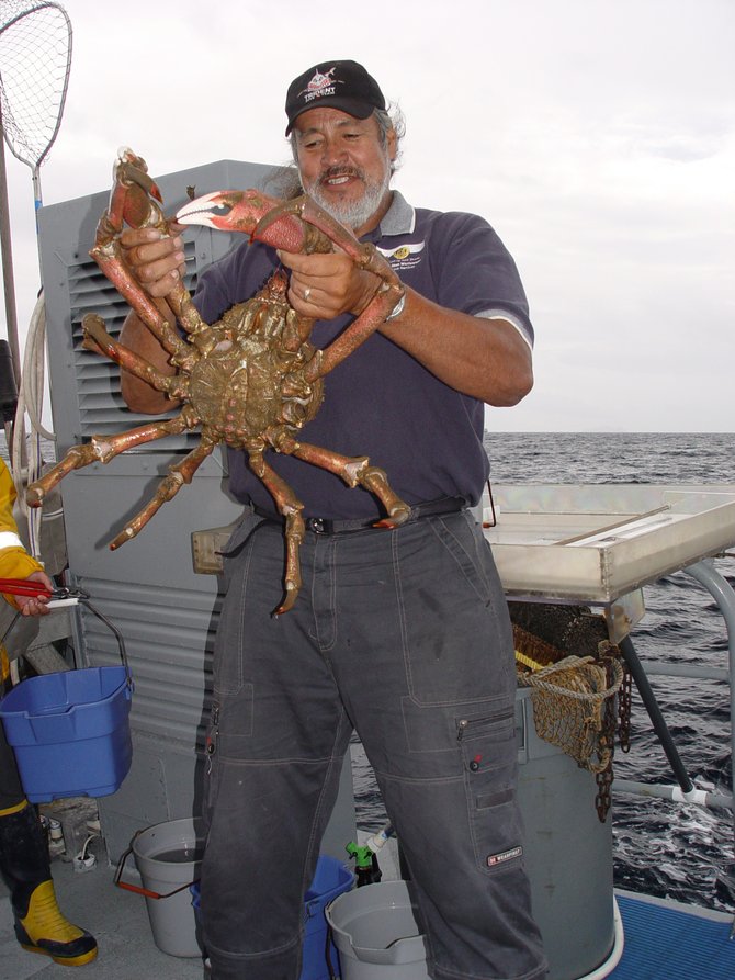 This is a Shepard Crab caught while trolling the sea bottom off Pt. Loma in 300 feet deep water. 
