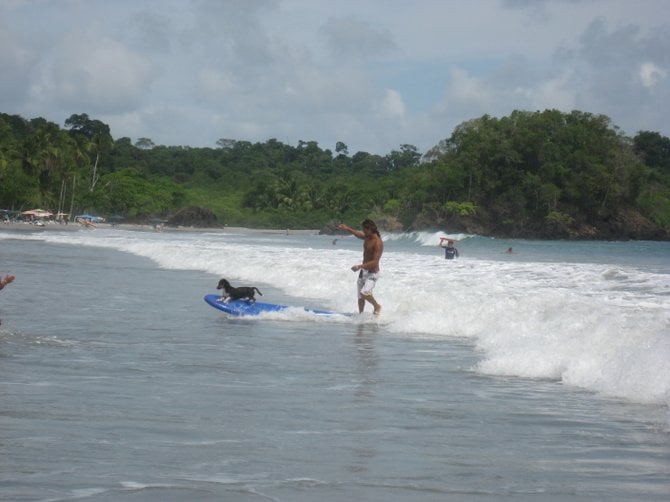 Manuel Antonio, Costa Rica:
A dog learning to surf. 
