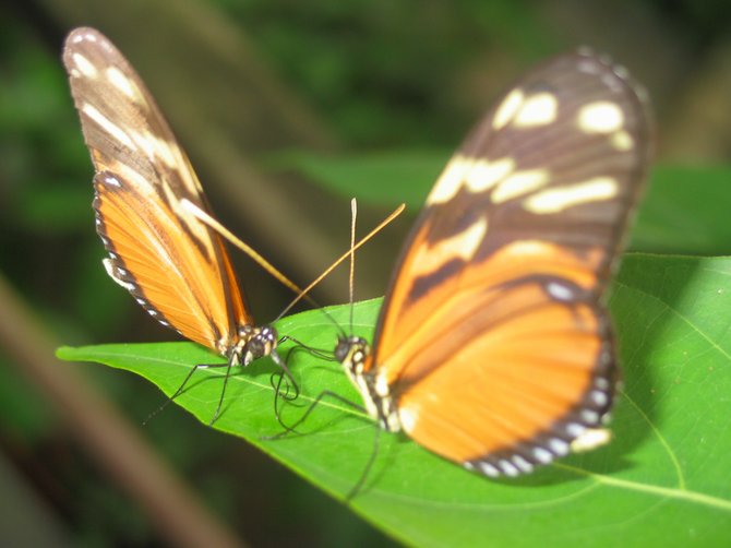 Butterfly kiss. Manual Antonio, Costa Rica.
