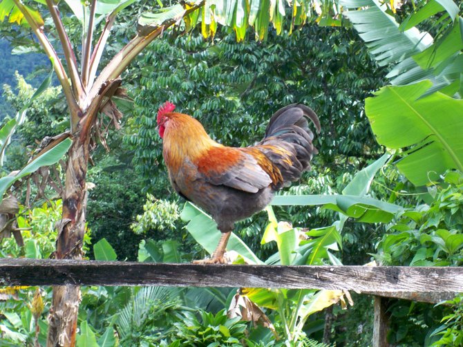 This rooster decided to pose for our tour group near Jaco Falls on the island of Dominica. 

