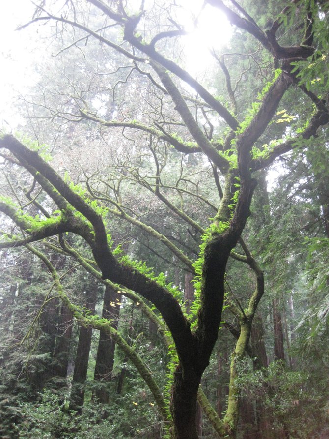 Foggy day surrounded by mossy trees in the Muir Woods
